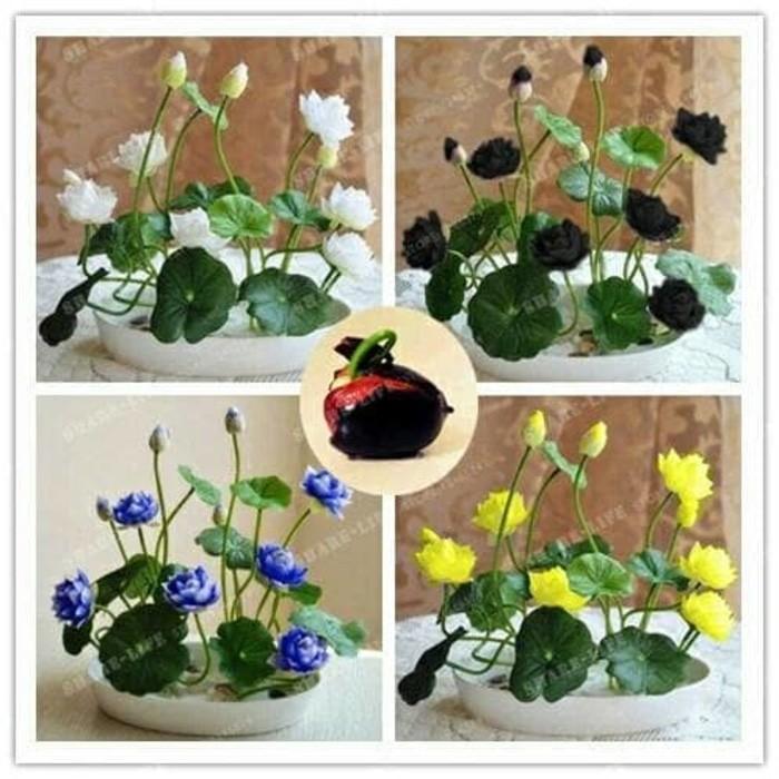 Lotus Benih Tanaman Hidroponik Tanaman Air Biji Bunga Pot teratai