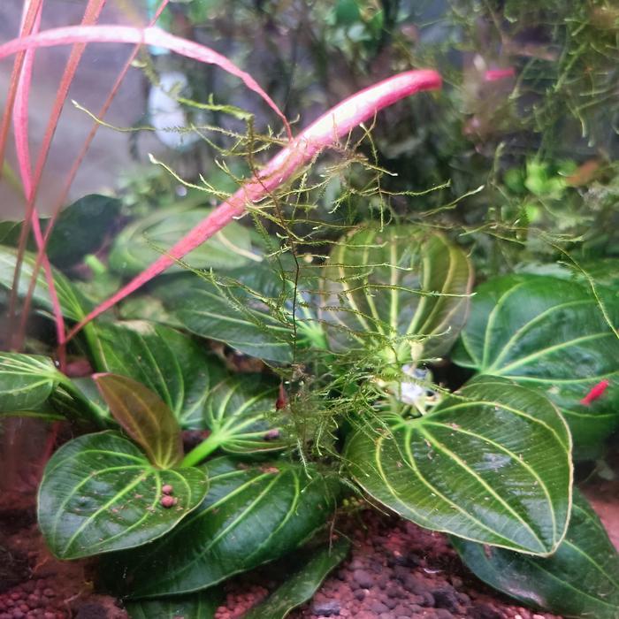 iguazu 2009 echinodorus 8989888888888