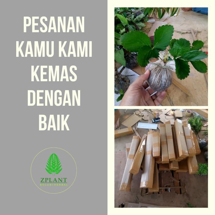 Bibit Lada Perdu - Sahang Perdu - Pohon Merica Hitam - Tanaman Herbal