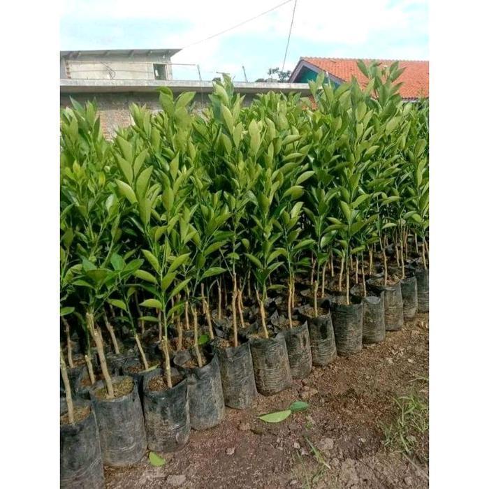 BIBIT JERUK SANTANG MADU OKULASI CEPAT BERBUAH // Tanaman Bibit jeruk Santang Madu hasil okulasi