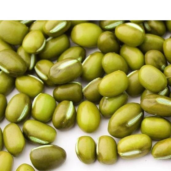 Ready Bibit Kacang Hijau Vima-3 Super Kemasan Derigen Kacang Hijau Bibit