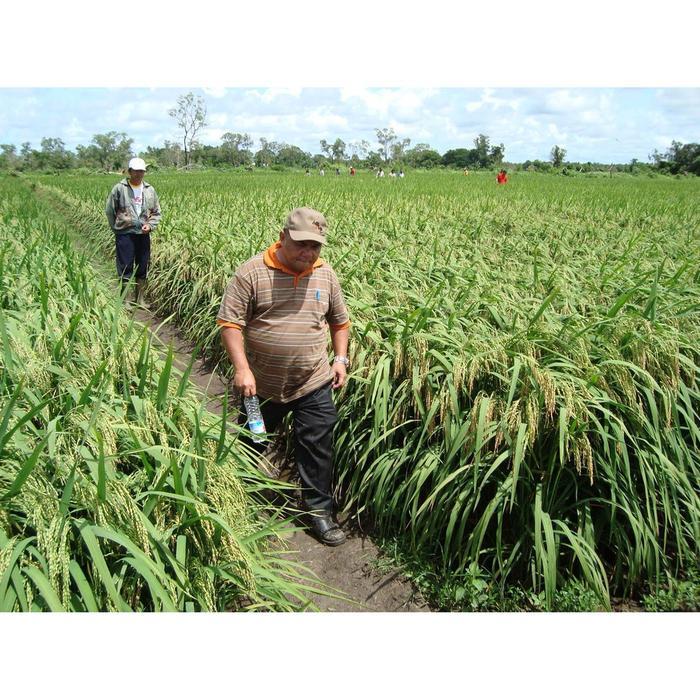 Benih padi unggul IF16 Bibit padi IF 16 1kg