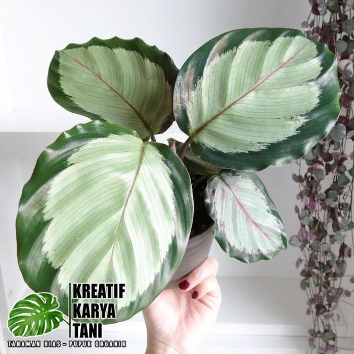 Nimira_Amira Tanaman Hias Calathea Corona - Calathea Corona