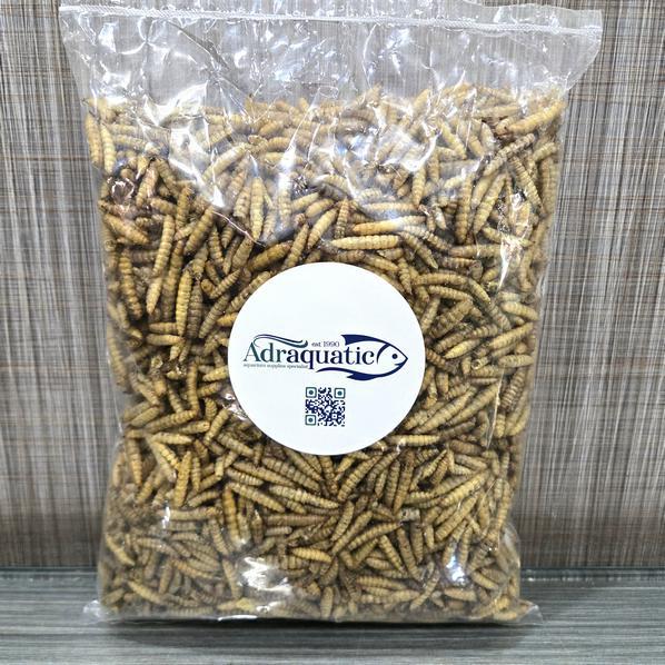 MAGGOT KERING 250GR LARVA BSF MAGOT PAKAN IKAN KOI UNGGAS BURUNG AYAM