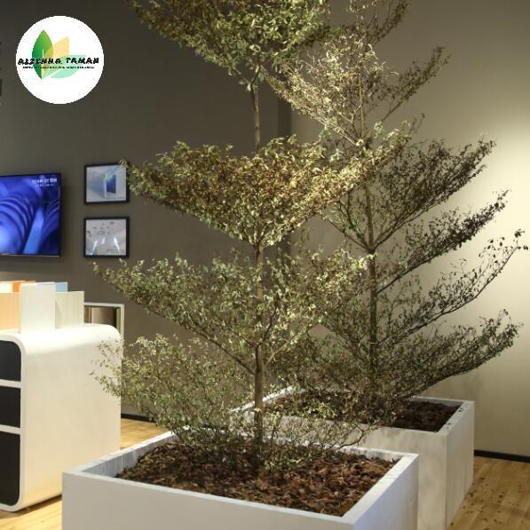 Pohon ketapang kencana varigata