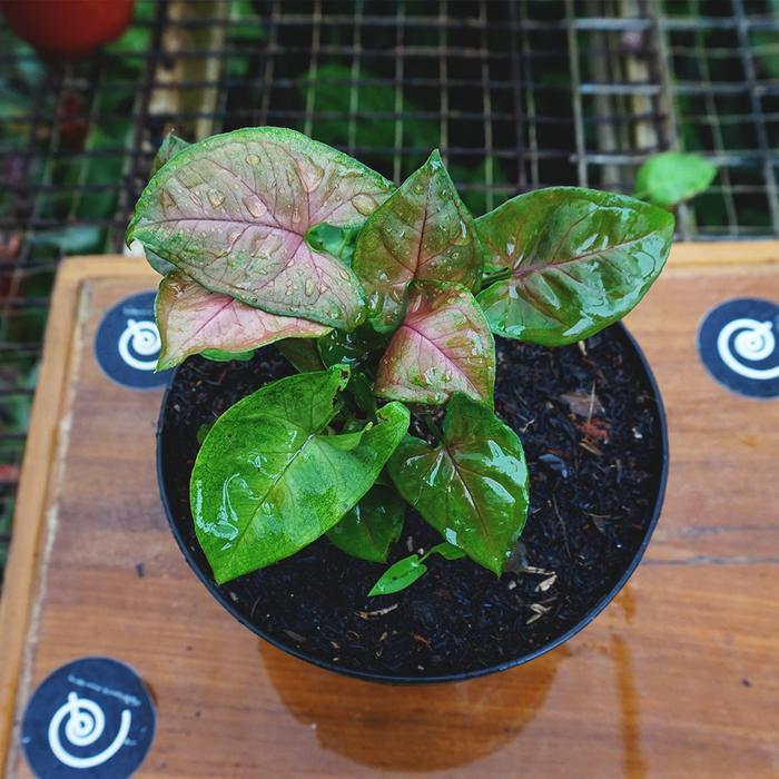 Syngonium 'Maria Allusion' / Nephthytis - Tanaman hias singonium mini