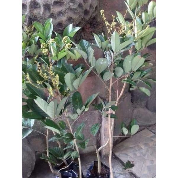 Tanaman Bibit Buah Rambutan Binjai Sudah Berbuah