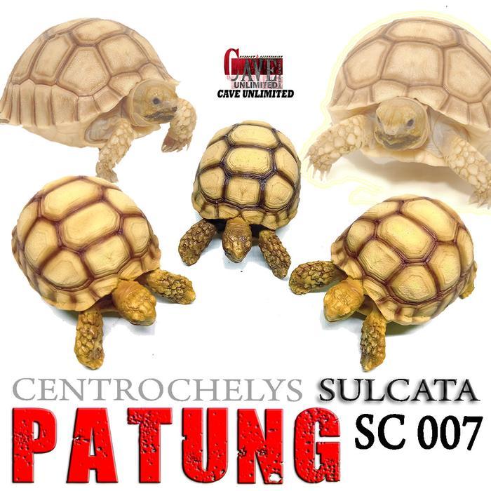 PATUNG REPLIKA MINIATUR TORTOISE CENTROCHELYS SULCATA PATUNG KURA DARAT HIASAN PAJANGAN RUMAH SC007