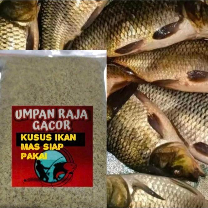 umpan ikan mas raja gacor