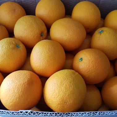 Bibit_Jeruk_Sunkist_Manis_California_Biji