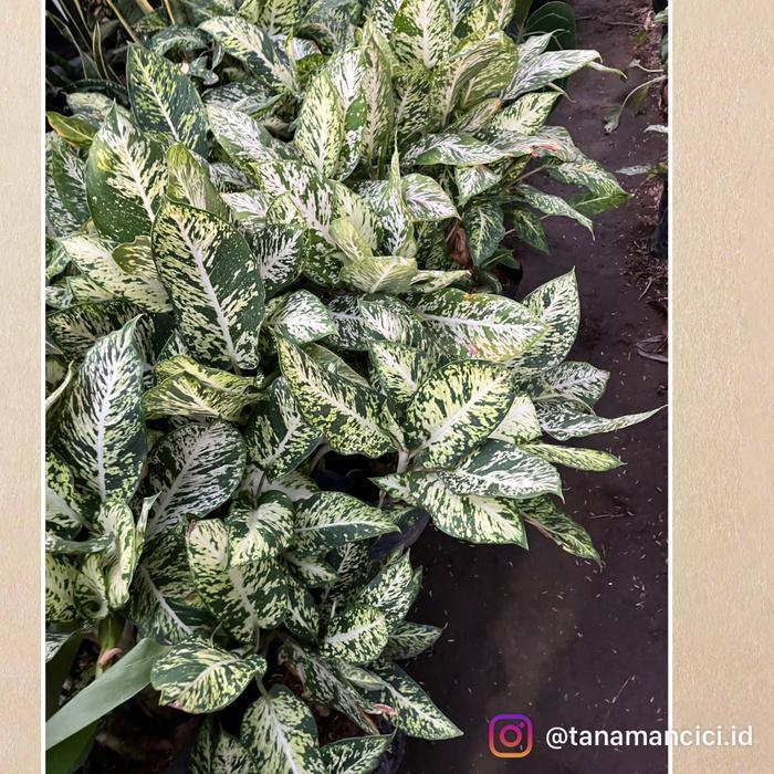 Tanaman hias diven tanaman sri rejeki incld pot putih sv d30