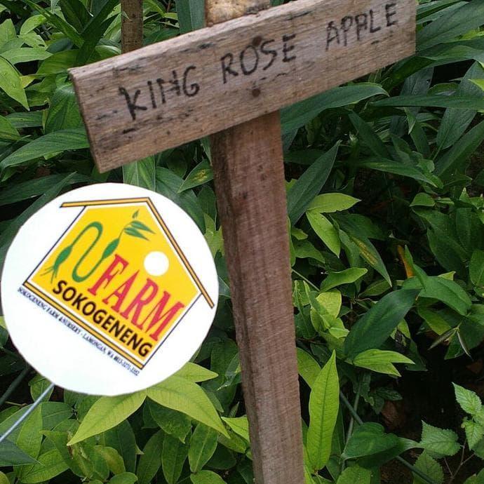 Pak0Y Bibit Jambu Air King Rose Kingrose Apple Jumbo Unggul Super