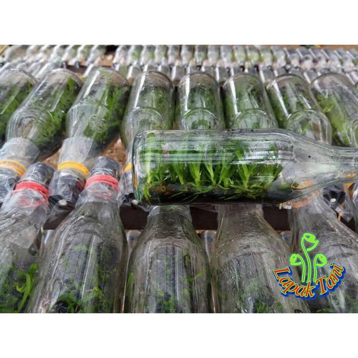 Bibit Anggrek Dendrobium Botol Melintir Hybrid
