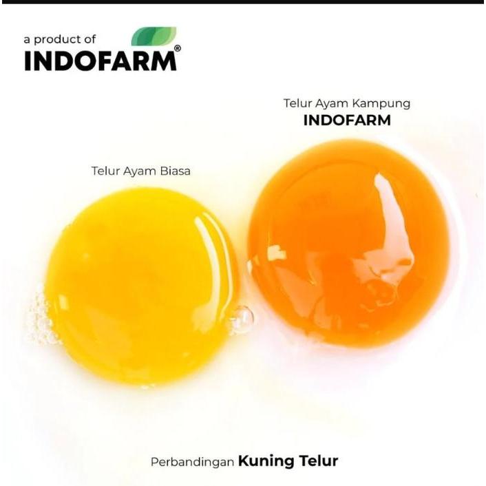 Telur Hijau dari Ayam Hitam INDOFARM