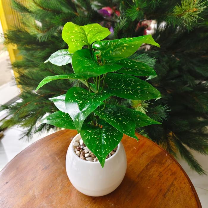 Ada Stok Tanaman Tancap Monstera Talas Varian Tinggi 25cm Pot Plastik Lengkap Cocok untuk Rumah &
