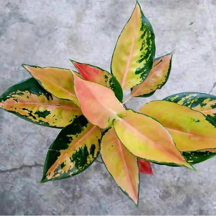 Ada Stok Tanaman Hias Aglonema Kochin Tembaga - Pohon Aglaonema Kochin Orange - Kocin Kuning - Daun