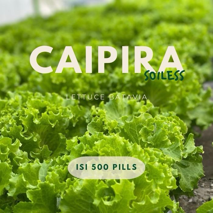 Benih Lettuce Caipira Pills Isi 500 Pills Tbk