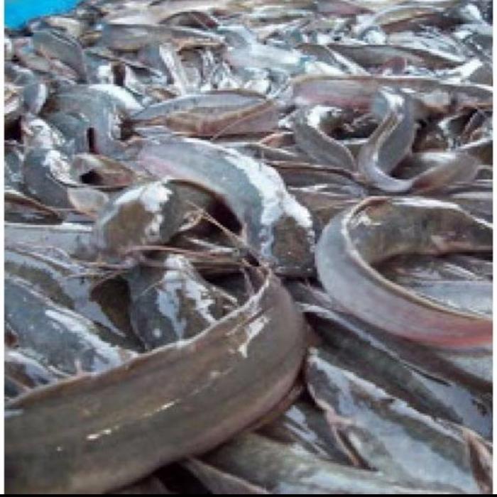ikan lele dengan kemasan 1kg Frozen