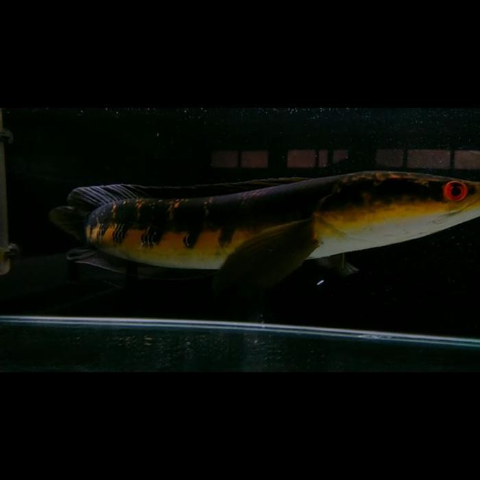 channa Oren Riau bunga full fisemua bar mata merah mental barbar 45cm