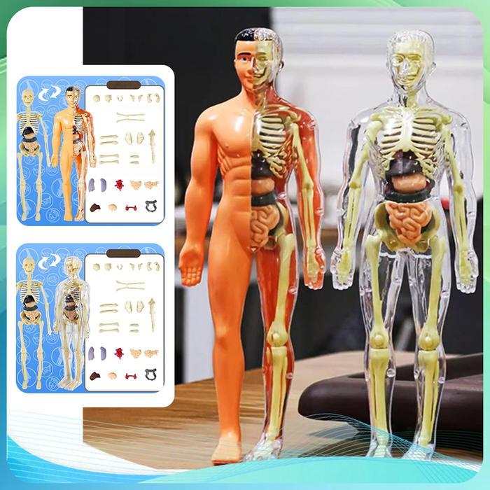 TERLARIS The Human Body Anatomy Human Body Torso Alat Praktek Kedokteran 1 Set Human Body Anatomy