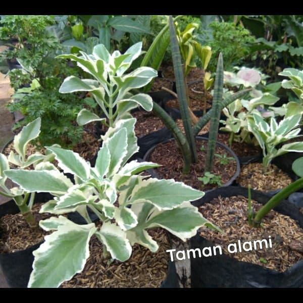 tanaman hias cocor bebek varigata - pohon cocor bebek varigata