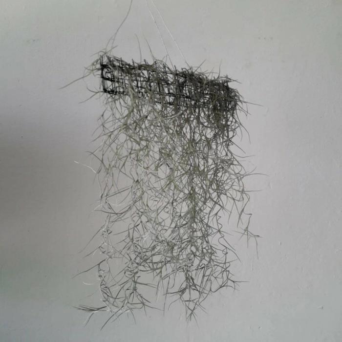 Tanaman jenggot musa / jenggot nabi / spanish moss