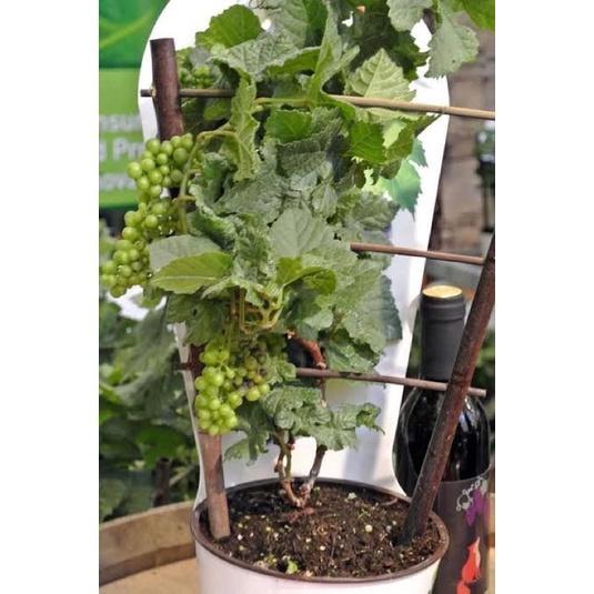 Bibit anggur hijau muscat manis beraroma wangi jenis anggur yang