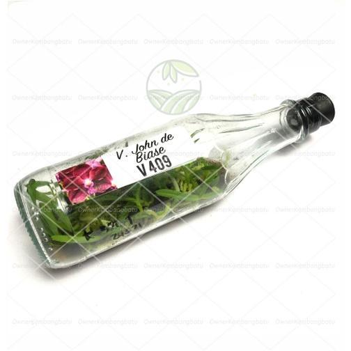 Benih Bibit Anggrek Vanda Botolan Anggrek Vanda Anggrek Vanda