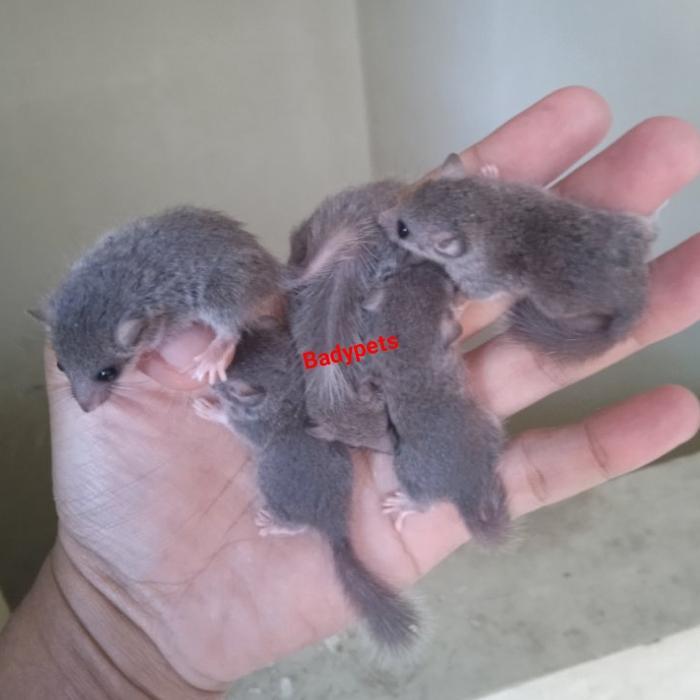 African Pygmy Dormice Tupai Micro