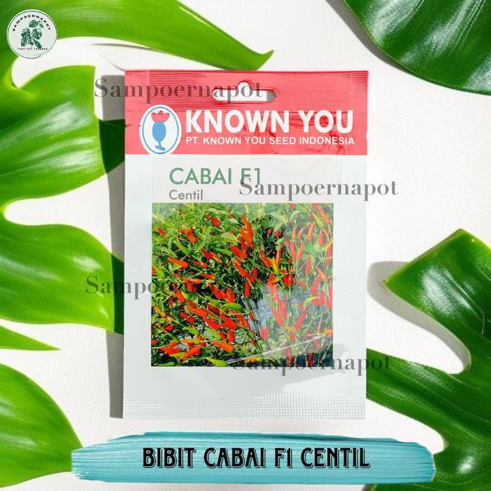 Nimira_Amira Benih Bibit Cabe Rawit Centil F1 Known You Seed - Kys Cabai Rawit Centil F1