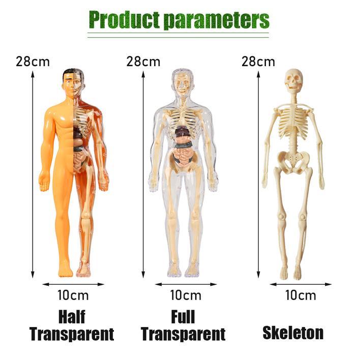 ` BEAUTY KENDARI Human Body Anatomy Model - Mainan Dokter - Mainan Tengkorak - Human Organs - Mainan