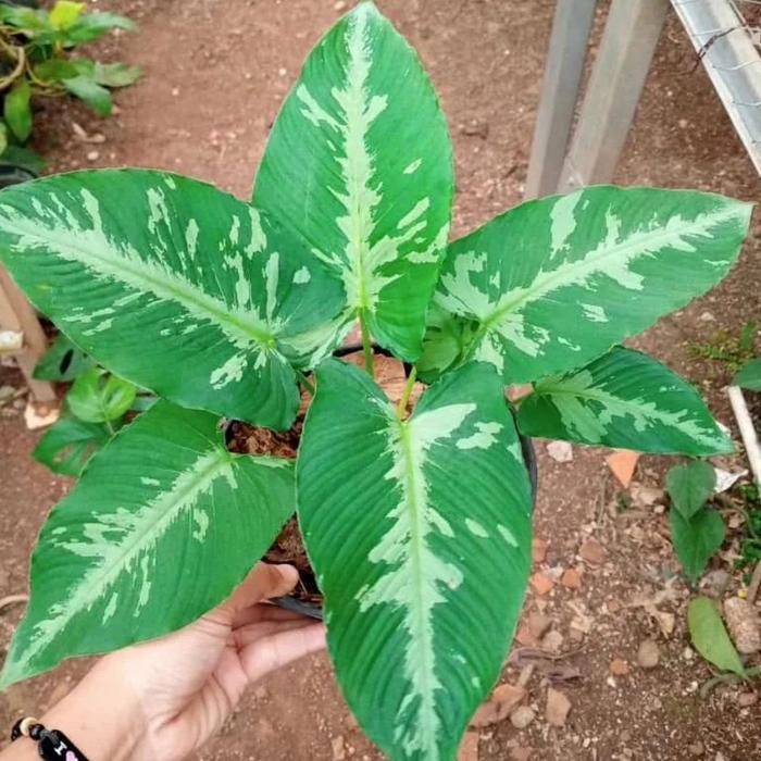 Homalomena army/tanaman homalomena army/