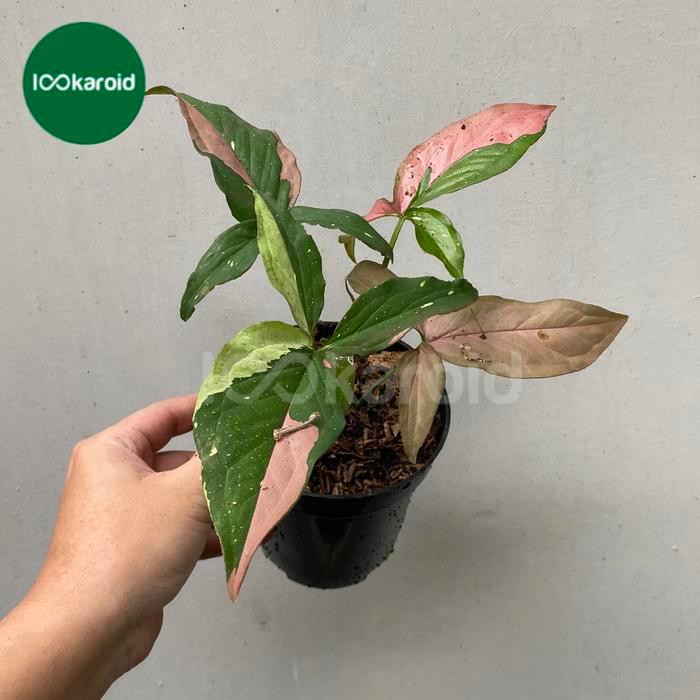 Tanaman Hias Syngonium Red Spot Tricolor / Syngonium Redspot Tricolour