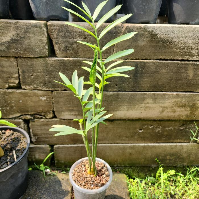 Encephalartos sclavoi