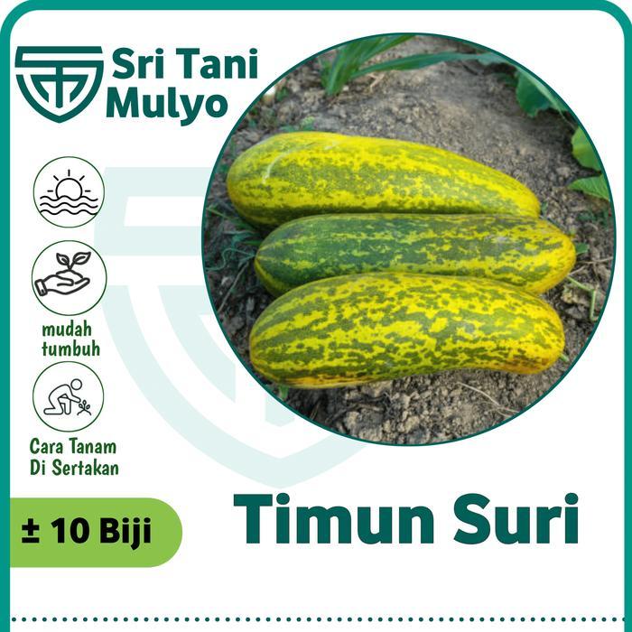 10 Biji - Benih Timun Suri Hijau ALESHA 21 - Bibit Timun Besar Benih Sayuran Timun Krai