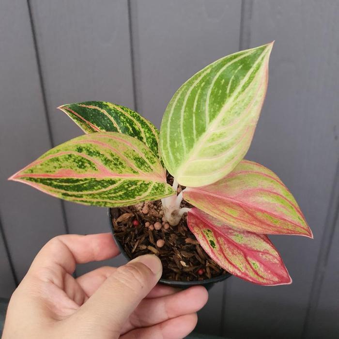 tanaman hias aglaonema / aglonema maeswara / maheswara realpictt