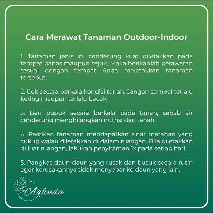 Sansivera Giant Tanaman Indoor - Outdoor Sansivera Masonia Centong