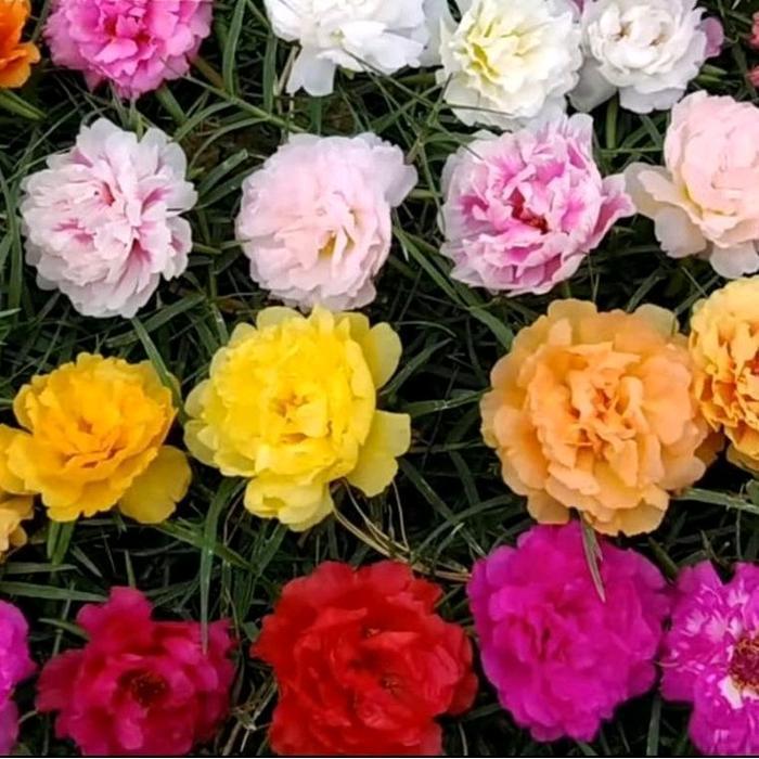 Benih Moss Rose Isi ratusan Biji - Warna Merah, Ungu, Kuning, Putih, dan Pink Bunga