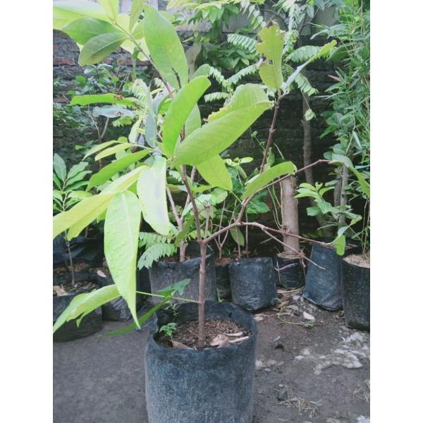 bibit cangkok jambu air green giant