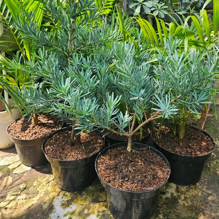 Lohansung Blue Ice Silver / Lohansung Silver / Tanaman Lohansung