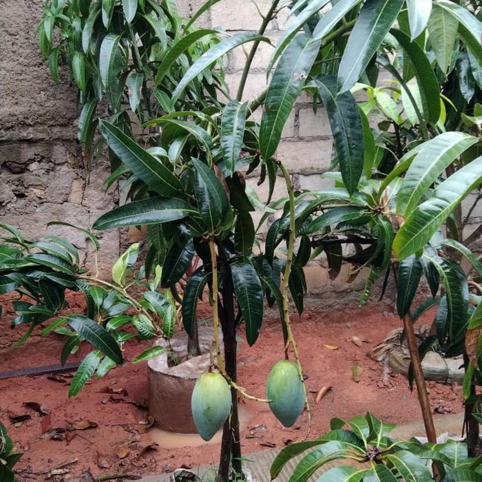 Pohon mangga kiyojay