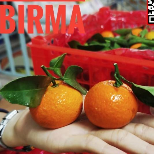 buah jeruk kecil Santang madu birma manis imlek sincia shantang