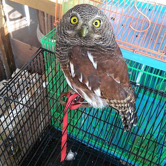 javan owlet lucu banget. ...