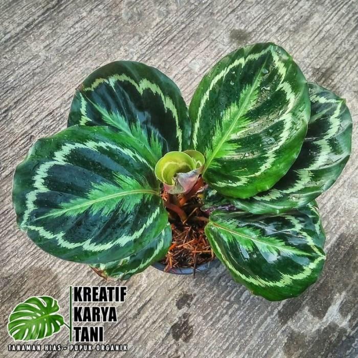 Ada Stok Tanaman hias calathea medalion - Calathea medalion