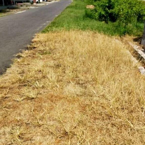 obat rumput jenis gempur kemasan 1.5Liter..tirisan drum.sangat ampuh basmi rumput liar..sampai