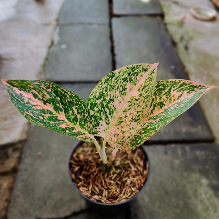 aglaonema stardust orange aglonema