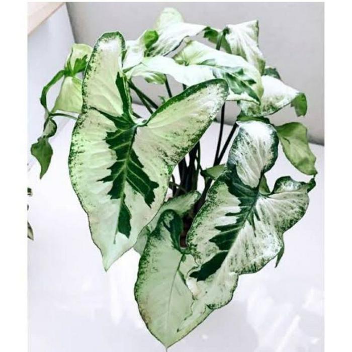 syngonium magic marble plant syngonium