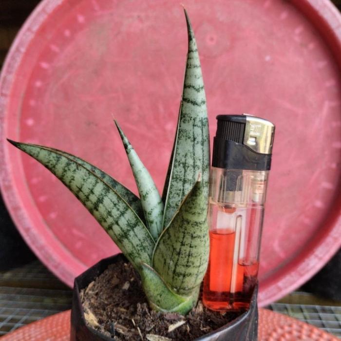 sansivera hybrid ( cordova X paten ) X blue clone. ( sangat rare item