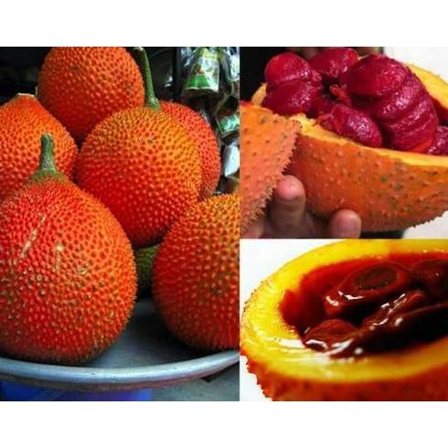 fresh Benih / Bibit / Biji - GAC Fruit (Momordica cochinchinensis) -