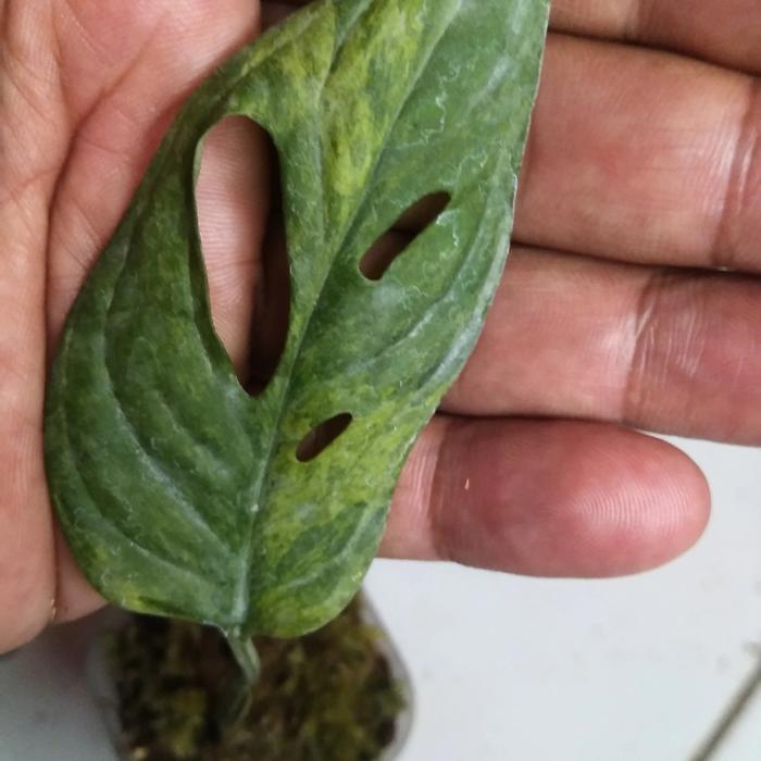 monstera andansonii mint europe varigata 1 daun